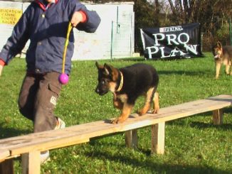 ecole_du_chiot_02