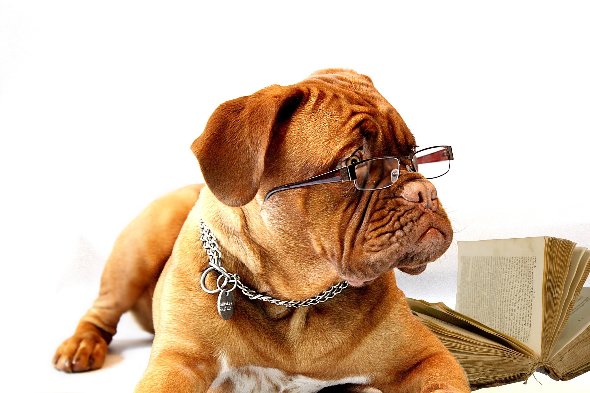 EcoleDogDeBordeauxMastiff